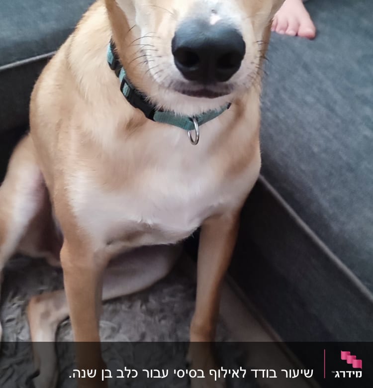 כלב יושב על שטיח, עונד קולר